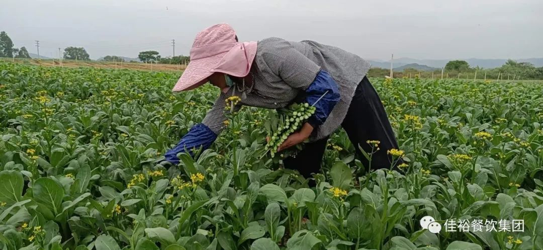 學(xué)生營養(yǎng)餐再提質(zhì)，讓學(xué)生吃得營養(yǎng)科學(xué)均衡。